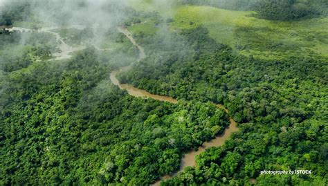ป่าฝนคองโกแซงหน้าแอมะซอน ยืนหนึ่งดูดซับคาร์บอนโลก Igreen