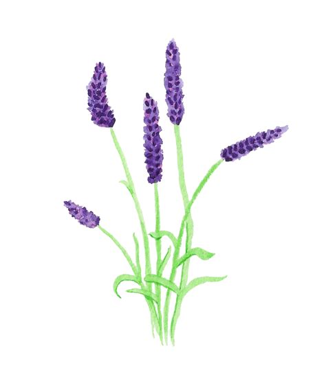 Lavender clipart lavender field, Lavender lavender field Transparent FREE for download on ...