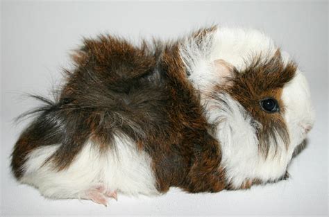 For Sale Long Haired Cavies