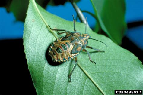 10 Plants That Repel Stink Bugs 2024 Advicecategory