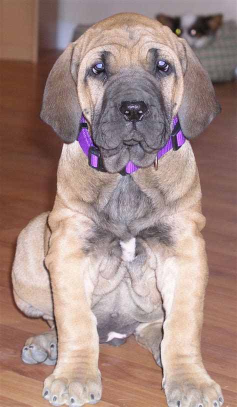 Like other dogs, fila brasileiro puppies are inveterate chewers and, because of their size, can do a whole lot of damage. Fila Brasileiro Information - Dog Breeds at thepetowners