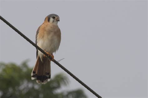 Subsequently, after tieing knots, they announced they were expecting their first child. Cuban Birding Trip 2017
