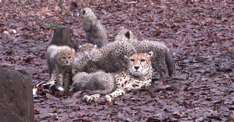 Six Cheetah Cubs