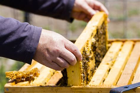Ensuring the highest survival rate of the bees. Bee Removal Oceanside | Bee Keeper SD