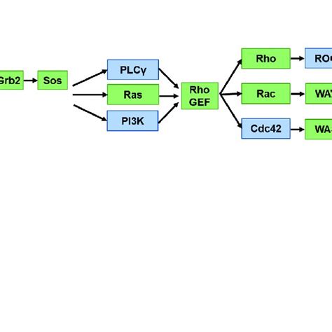 Depiction Of A Cancer Cell Motility And Migration Signaling Network