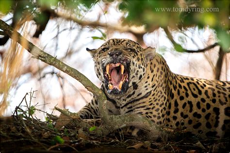 Tom Dyring Wildphoto Nn Jaguar Attack