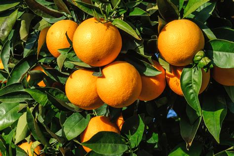 Citrus Pest Identification And Management Guide Alabama Cooperative