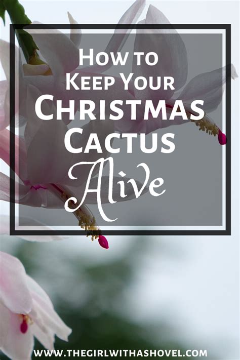 I had one in ohio for years in my kitchen window and it bloomed for me every year for many years. How to Care for Christmas Cactus in 2020 | Christmas ...