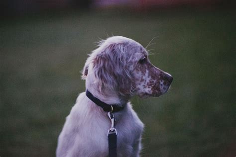 english setter information dog breeds  thepetowners