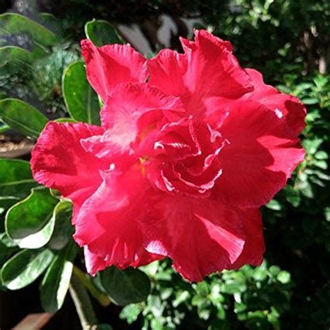 For a list of the rediscovered plants and animals, see flora, fauna and fungi. Pin on Seeds Market