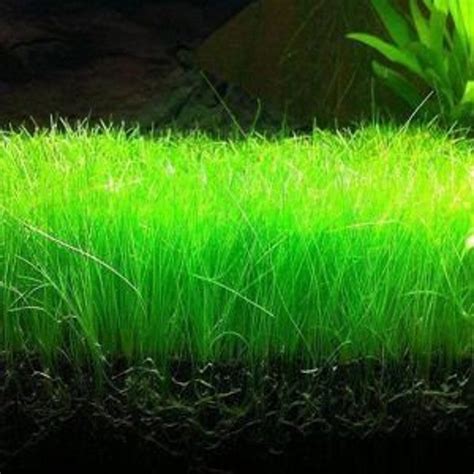 Aquarium Grass Plant Seeds West Coast Easy Aquatic Live Plant Etsy