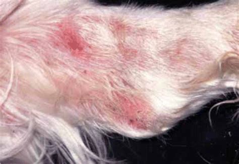 How To Treat Scabies In Dogs Get The Facts On Scabies Bites Treatment