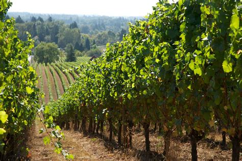 The Perfect Blend Northwest Hikes Near Wineries