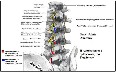 Facet Joint Syndrome Physiopedia