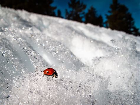 Browse our exterminator faq for answers to common pest questions. Do You Need Pest Control in Winter? | Van Den Berge Pest ...
