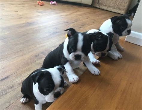 I began my research for the ideal pet while living in my tiny apartment that didn't while daydreaming about puppies at a local park with my kids, a little black and white blur dashed passed me. Boston Terrier Puppies For Sale | Los Angeles, CA #285394