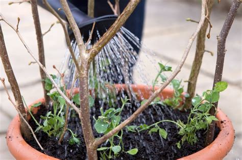 Grow Sweet Peas In Pots From Plugs Bbc Gardeners World Magazine