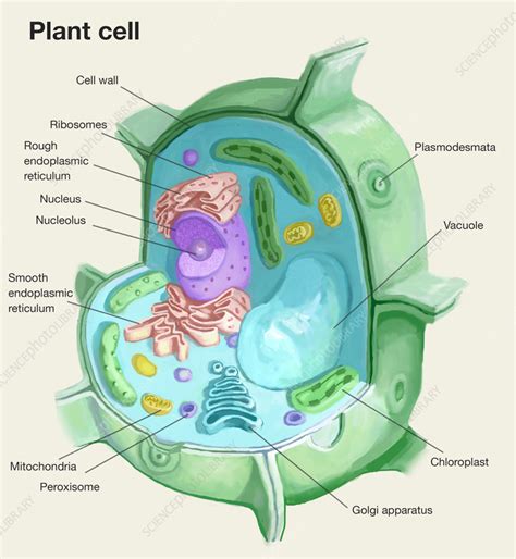 Plant Cell Illustration Stock Image C0555324 Science Photo Library