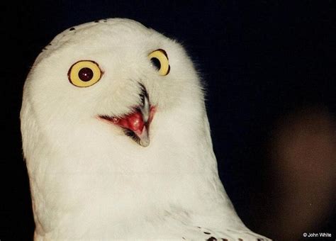 Snowy Owl Nyctea Scandiaca003 Silly Lookingface Display Full Image