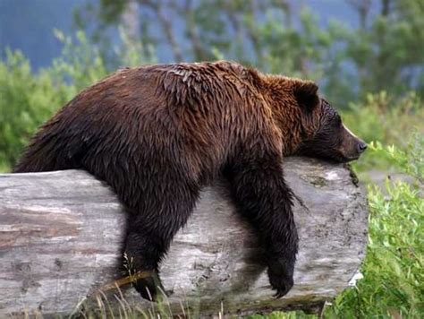 Funny Bears Sleeping Bear Photos Brown Bear Bear