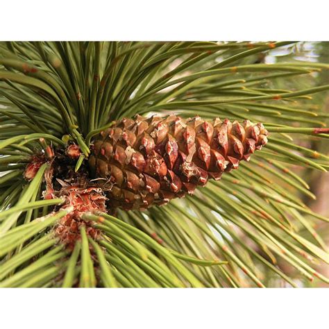 Pinus Nigra Pin Noir Dautriche Conifere Pin Pepiniere06