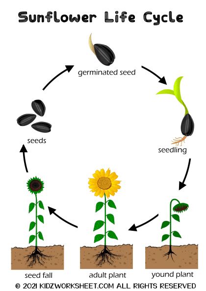 Sunflower Life Cycle Online Study Material