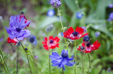 How To Grow And Care For Anemone Windflower Plants