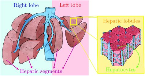 Schematic Representation Of The Multi Scale Liver Architecture The Download Scientific Diagram