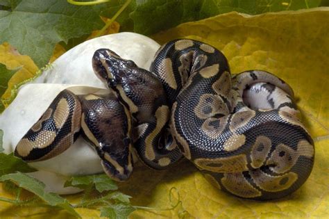 How To Breed Ball Pythons Beginners Guide Lovetoknow Pets