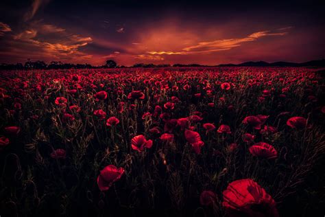 Dark Sunset Over Poppy Field