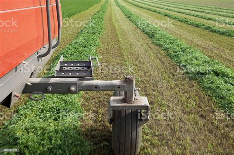 Swather Cutting Alfalfa Crop Into Windrows Stock Photo Download Image