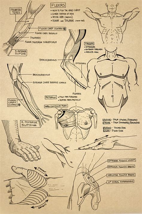 Discover More Than Anatomy Sketches Images Latest In Eteachers