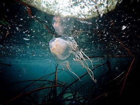 How To Treat Paiful Box Jellyfish Stings Hubpages