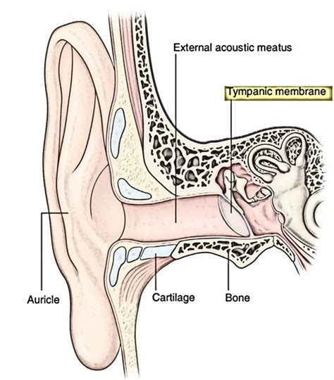 The vibrations are transmitted further into the ear via three bones in the middle ear: Easy Notes On 【External Ear】Learn in Just 4 Minutes ...