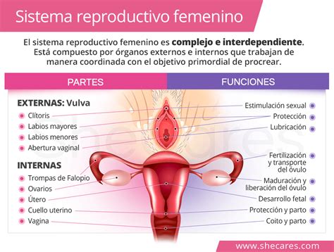 Sistema Reproductivo Femenino Shecares