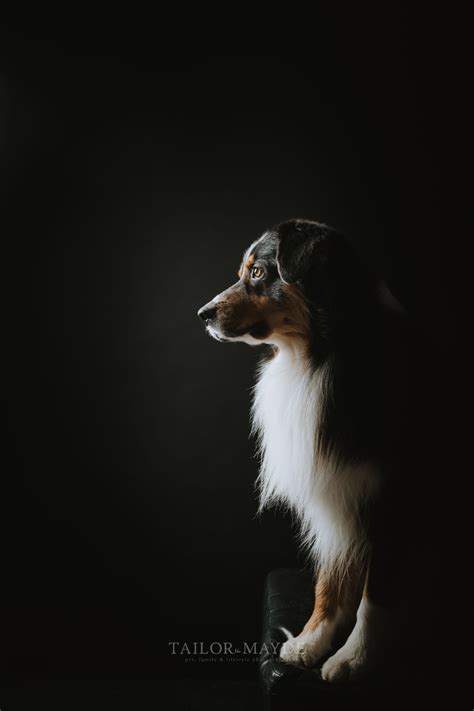 Pet Dog Portrait Photography Artofit