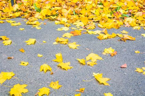 Yellow Autumn Fall Leaves On Gray Asphalt Stock Photo Image Of Garden