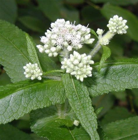 Risk 5 i think it's essential to have a valid passport passport don't do that because you i think is essential 2 he loves to ride his bike at the weekend. Boneset, Snakeroot, Touch-Me-Not and Blackberries
