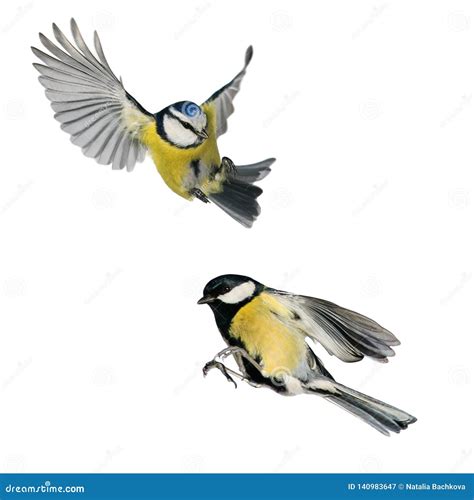 Two Birds Tit And Blue Tit Flying Isolated On White Background In
