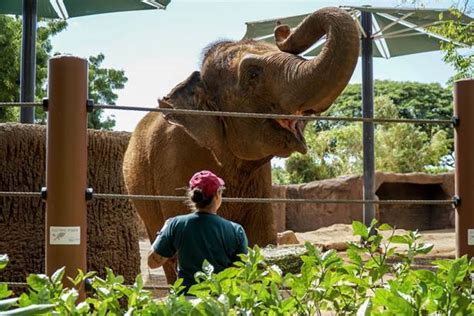 Also called an animal park or menagerie) is a facility in which animals are housed within enclosures, cared for, displayed to the public, and in some cases bred. Honolulu Zoo wins back accreditation by the Association of Zoos and Aquariums | Honolulu Star ...