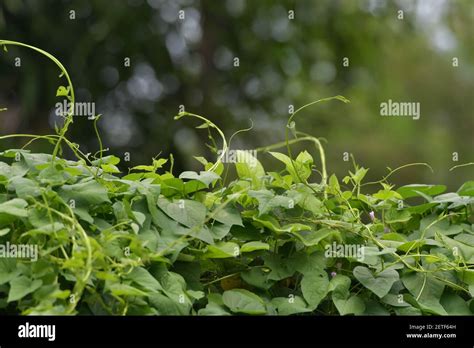 Tropical Flora Thriving During The Monsoonal Wet Season Of Tiwi Islands