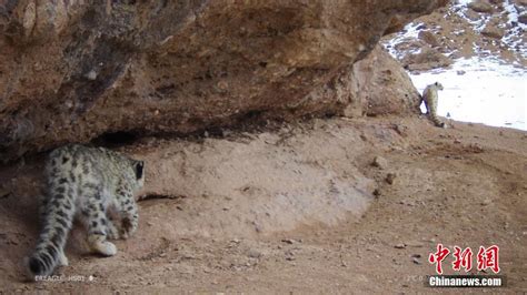 Snow Leopards Caught On Camera In Sanjiangyuan Area Cn