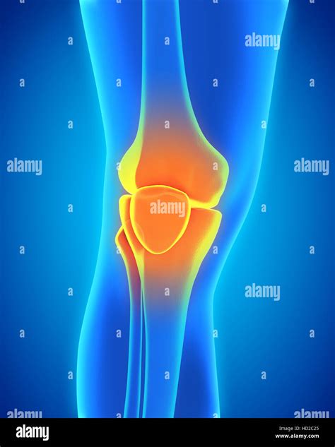 Human Knee Anatomy Stock Photo Alamy