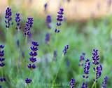 Check spelling or type a new query. The Difference between French vs English Lavender ...