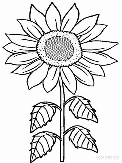Sunflower Coloring Drawing Flower Flowers Colouring Printable