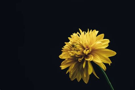 Top 43 Imagen Flowers In Black Background Vn