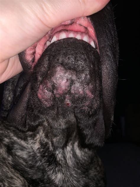 Uk Dog Owner My Boy Is Having Some Puppy Acne He Was Using A