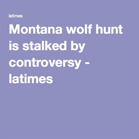 Montana Wolf Hunt Is Stalked By Controversy With Images
