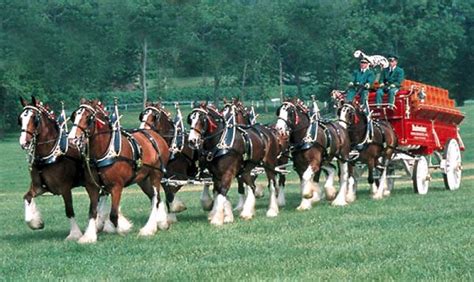 Anheuser Busch Clydesdales Clydesdale Horses Budweiser