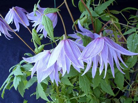 So every spring mulch generously and feed with a handful of sulphate of potash. How to grow spring-flowering clematis - Saga